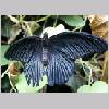 Papilio memnon - Asien - emmen-nl 05.jpg